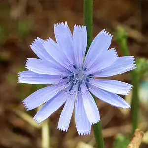 cvijet cikorije