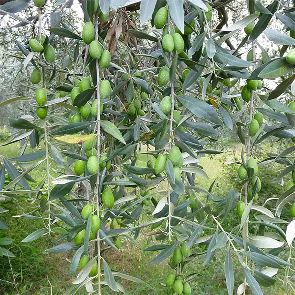 plodovi masline