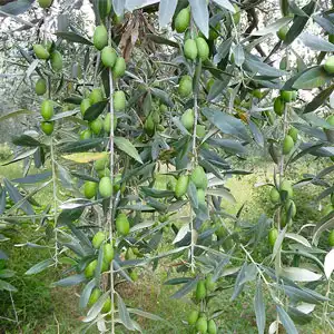 plodovi masline
