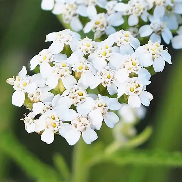 cvijet stolisnika