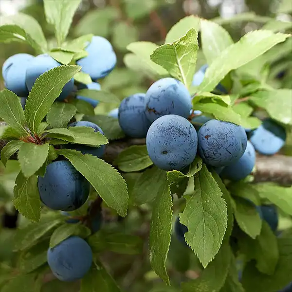 plodovi trnine