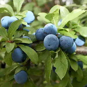 plodovi trnine