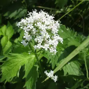 cvjet valerijane