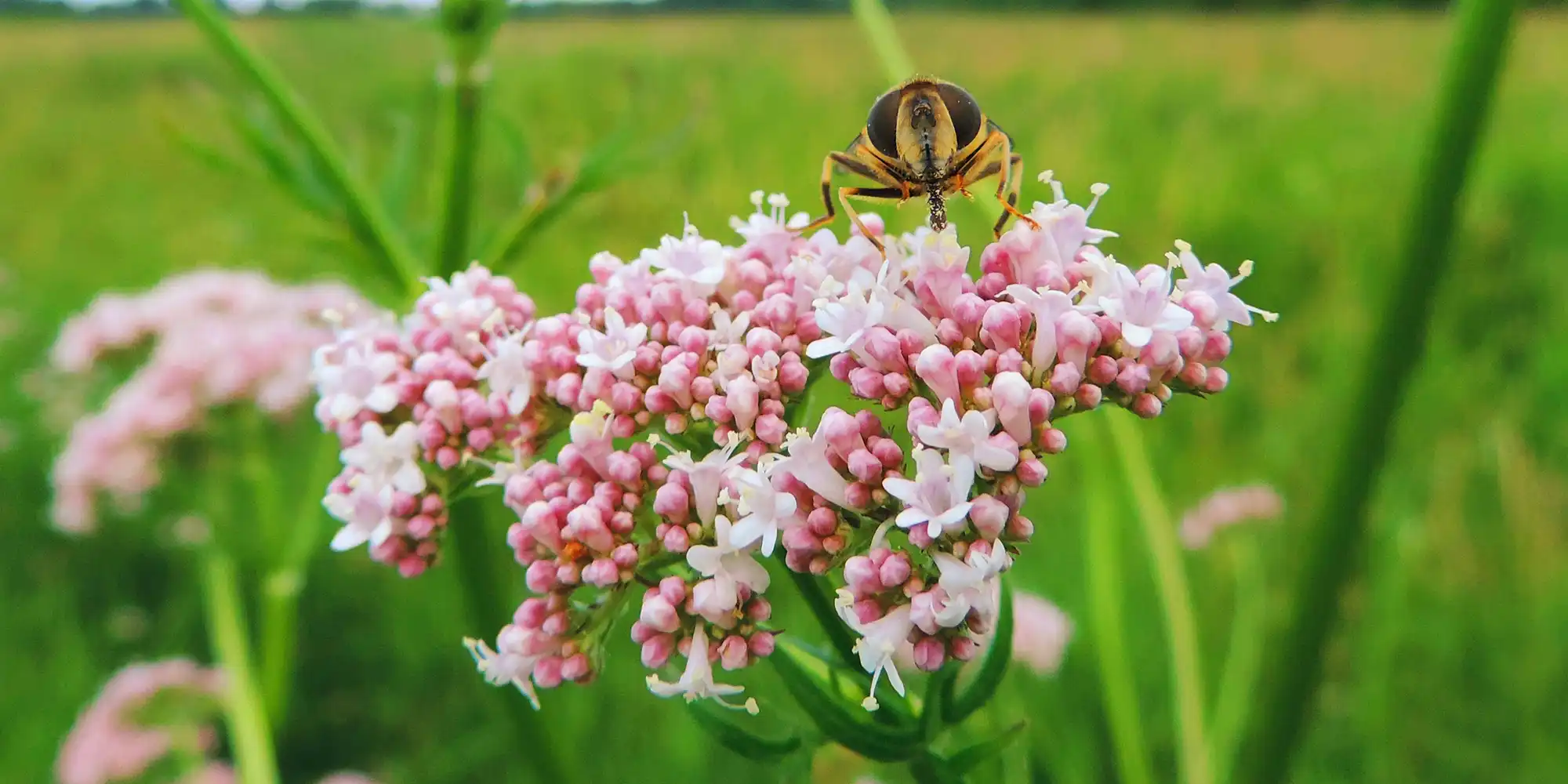Valeriana officinalis